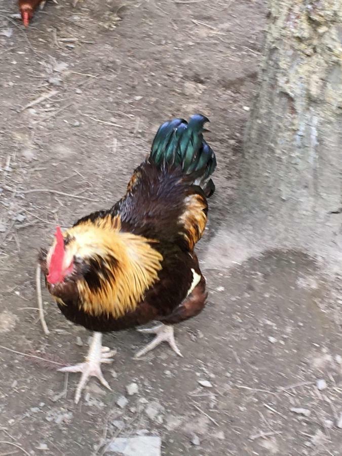 Skjeggestad Gjestehus Ringebu Esterno foto